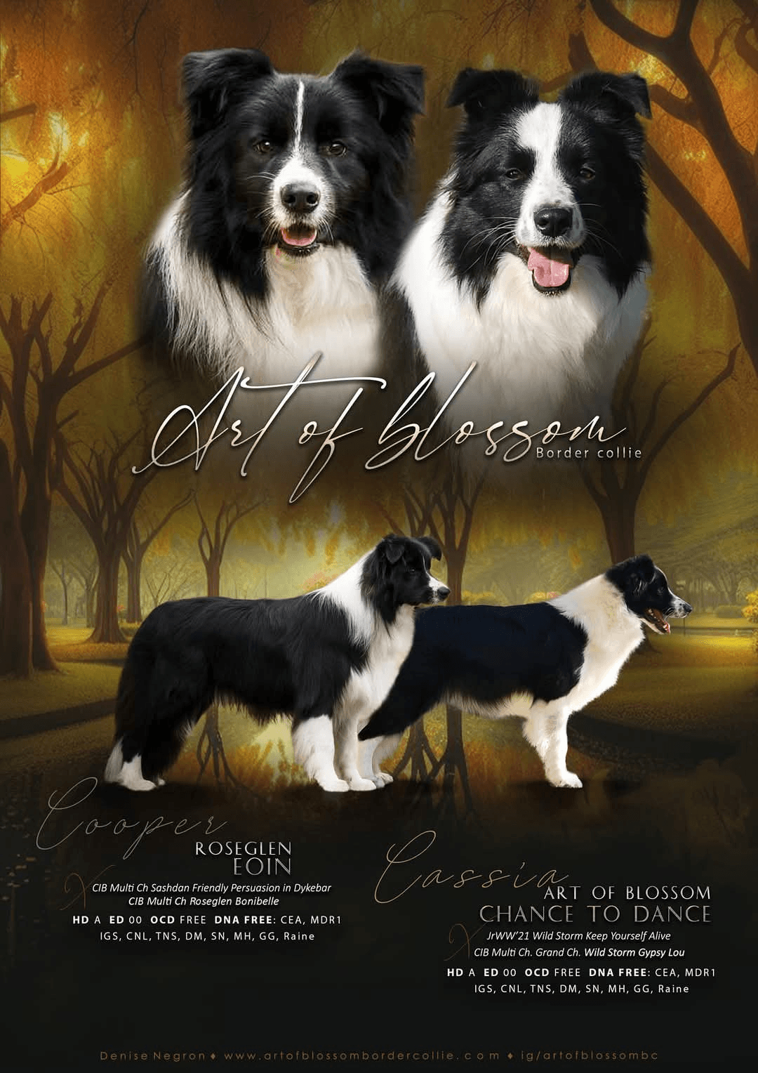 Camada E: Cooper X Cassia