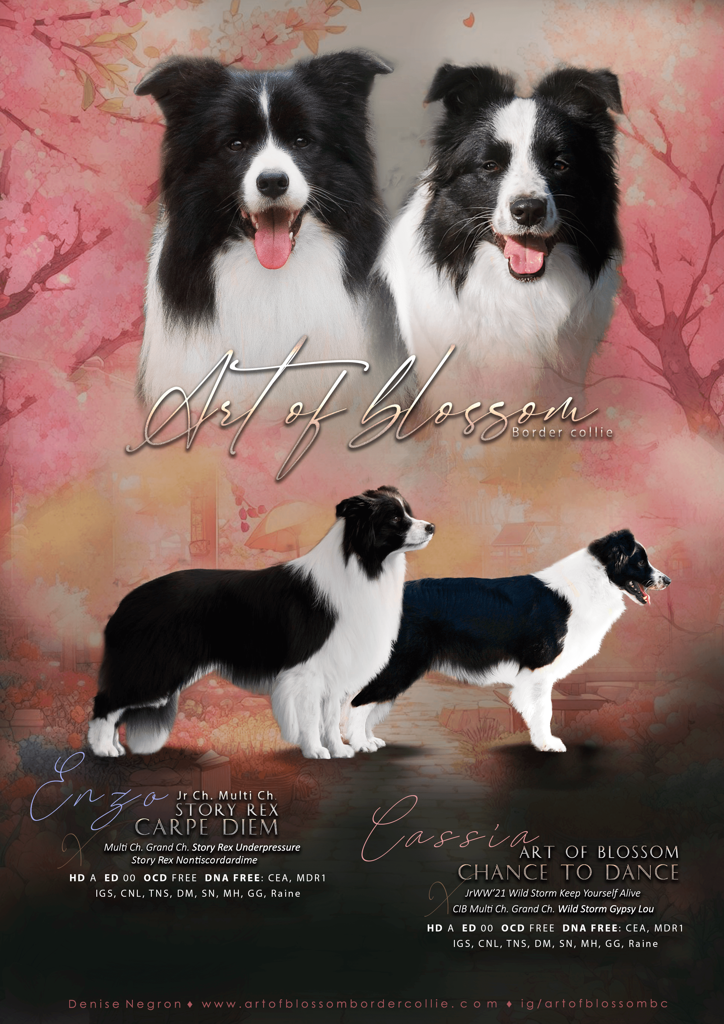 Camada G: Enzo x Cassia