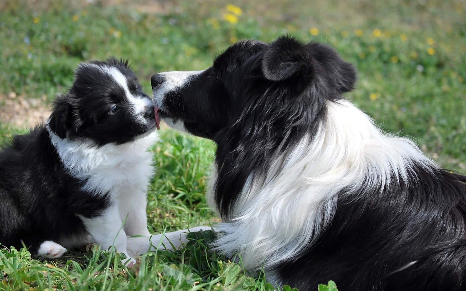 Cómo elegir un cachorro de border collie: qué mirar