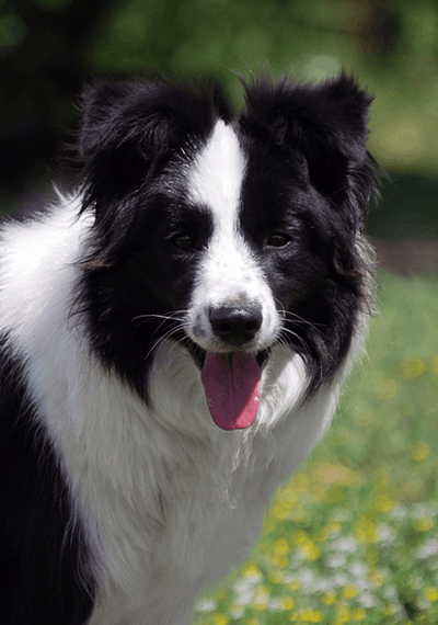 Cassia - Art of Blossom Chance to Dance - Border Collie femella