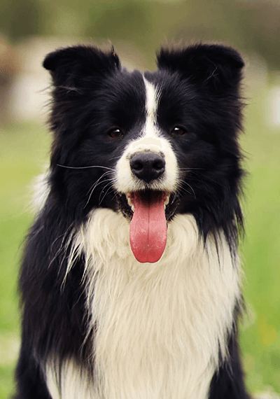 DaVinci - Art of Blossom Can't Keep Waiting - Border Collie macho