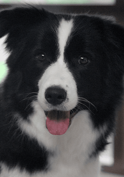 Fleur - Cataleya Rose Onwards to Blooming - Border Collie female