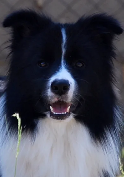 Giotto - Smart as a Whip Genius of Art - Border Collie male