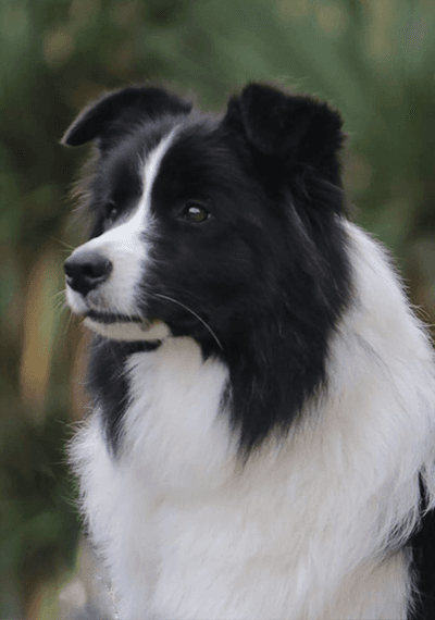 Happy - Wild Storm Gypsy Lou - Border Collie femella