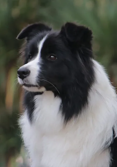 Happy - Wild Storm Gypsy Lou - Border Collie female