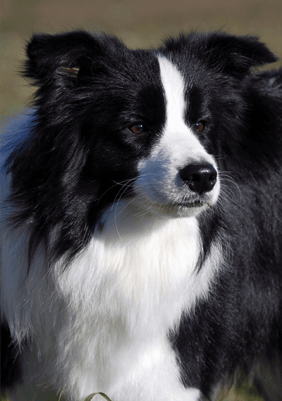 Muse - Art of Blossom Ballad of Mona Lisa - Border Collie femella