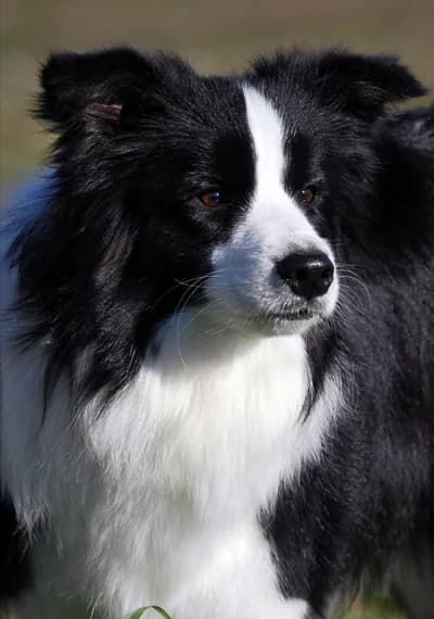 Muse - Art of Blossom Ballad of Mona Lisa - Border Collie hembra