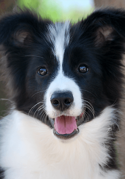 You - Art of Blossom Follow U - Border Collie hembra