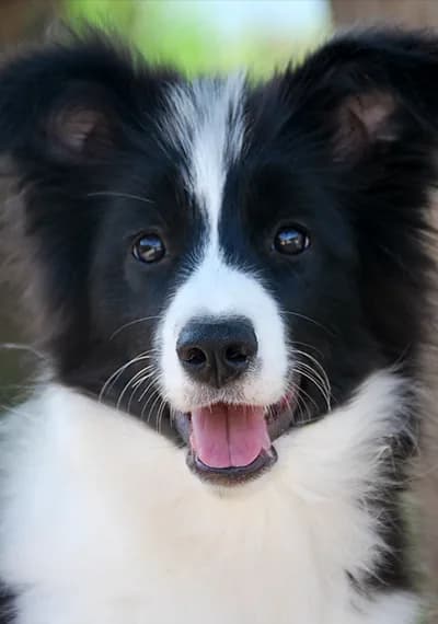 You - Art of Blossom Follow U - Border Collie hembra