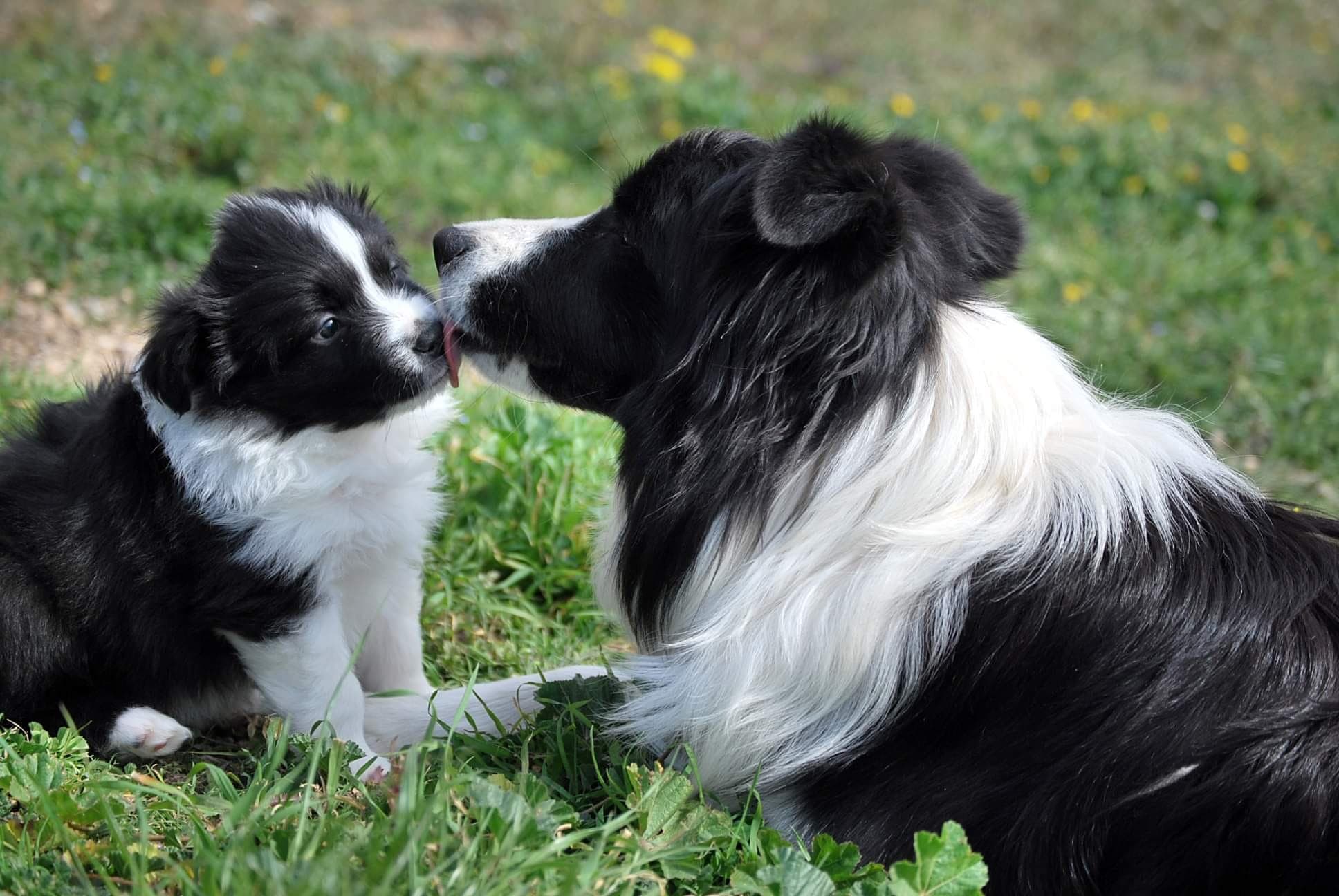 Art of Blossom Border Collie puppy playing at home