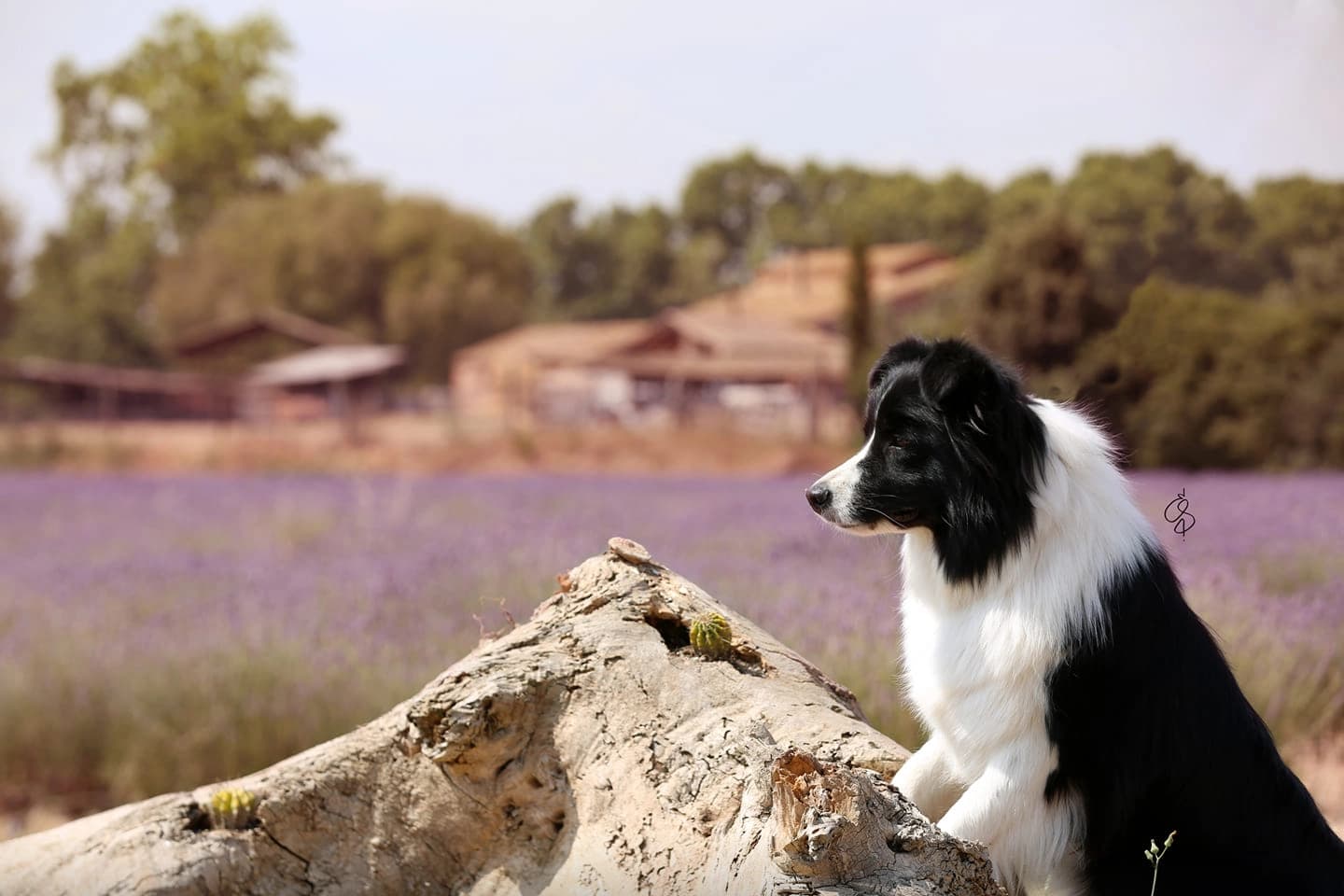 Border Collie Breeder in Tarragona