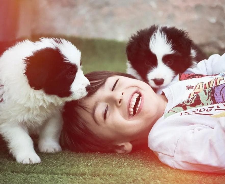 Border Collie puppy socialised with children in our family