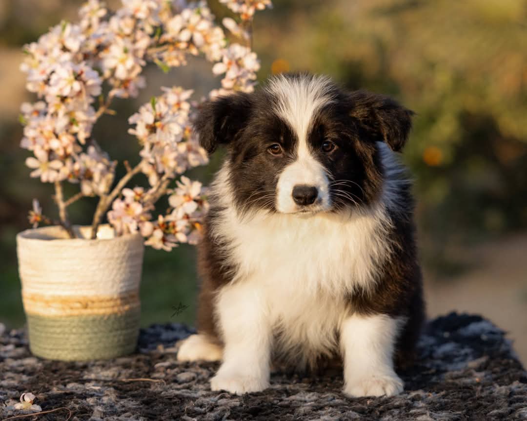 Art of Blossom Elastic Heart · Border Collie female · Camada E: Cooper X Cassia