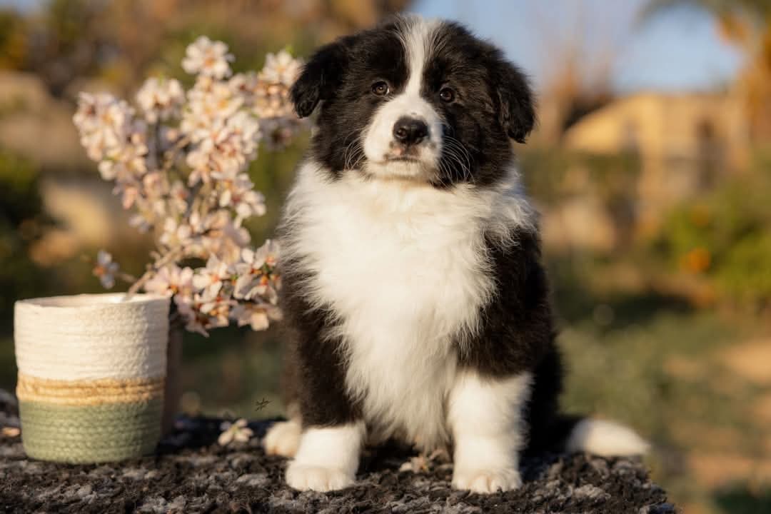 Art of Blossom Electric Callboy · Border Collie male · Camada E: Cooper X Cassia