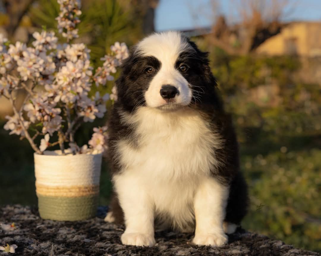 Art of Blossom Emptiness Machine · Border Collie male · Camada E: Cooper X Cassia