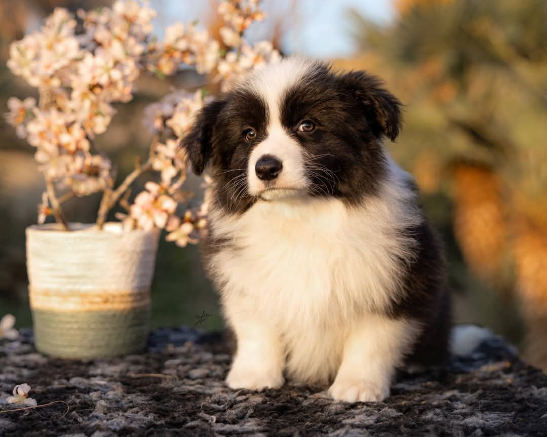 Art of Blossom Ending Story · Border Collie female · Camada E: Cooper X Cassia