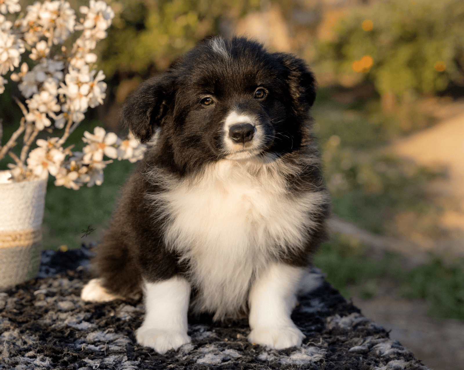 Art of Blossom Early Sunsets · Border Collie male · Camada E: Cooper X Cassia