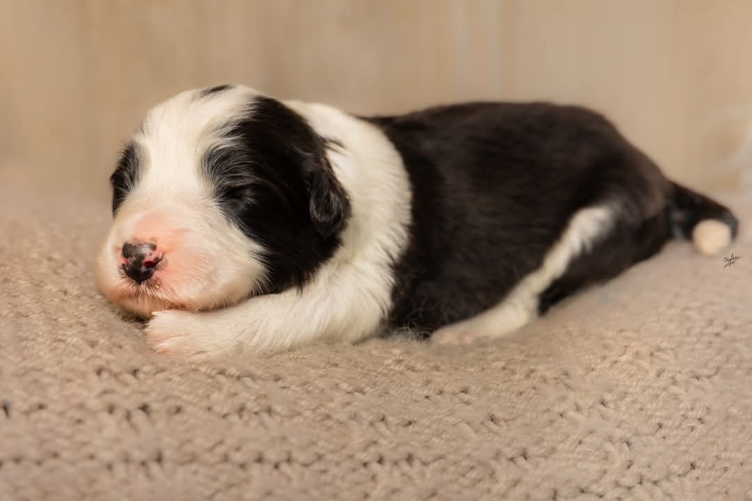 Art of Blossom Falling in Love