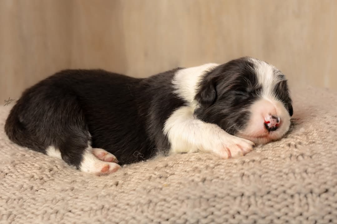 Art of Blossom Feel My Heart · Border Collie hembra · Camada F: Enzo X Muse