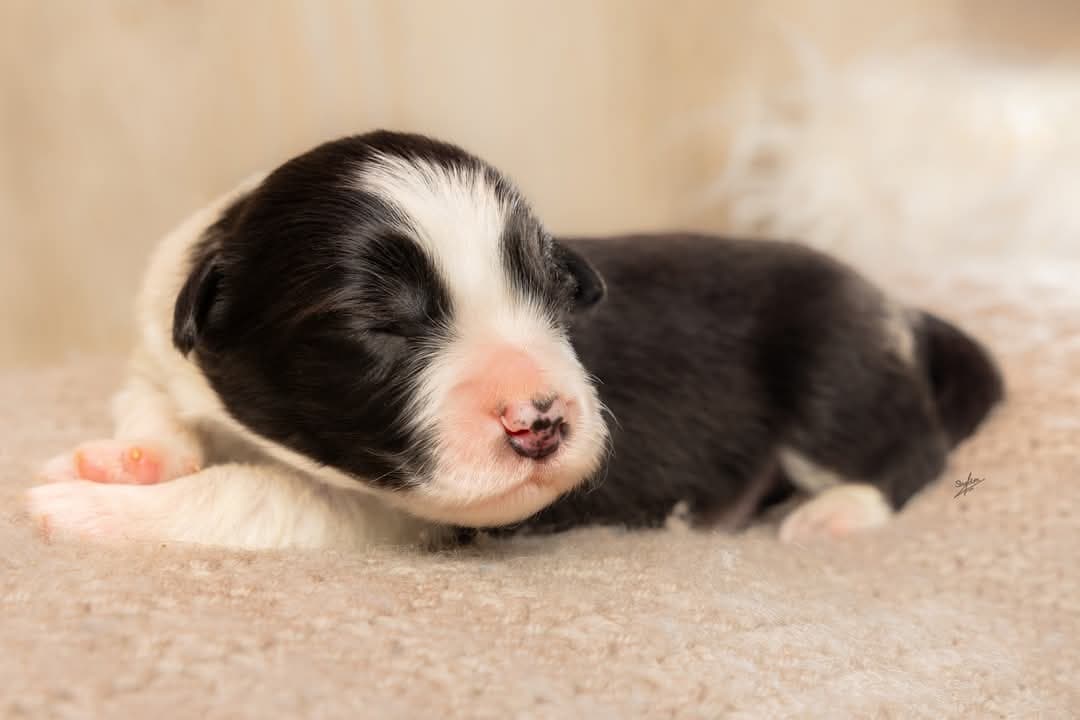 Art of Blossom Fight the Night · Border Collie macho · Camada F: Enzo X Muse