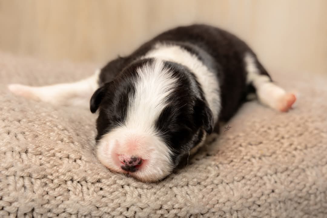 Art of Blossom Folding Stars · Border Collie macho · Camada F: Enzo X Muse