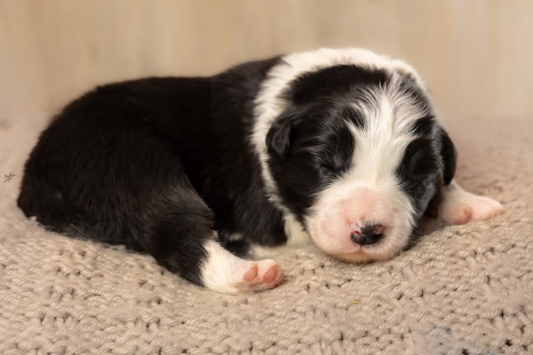 Art of Blossom Follow U · Border Collie hembra · Camada F: Enzo X Muse