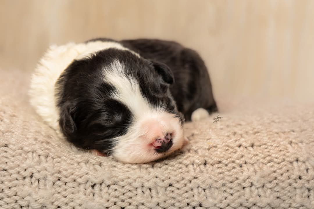 Art of Blossom Following Master · Border Collie macho · Camada F: Enzo X Muse
