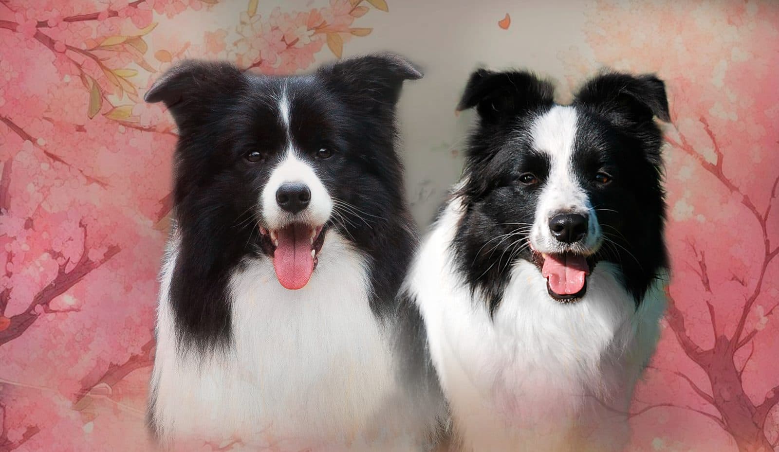 Camada G: Enzo x Cassia · Puppies Border Collie · Art of Blossom