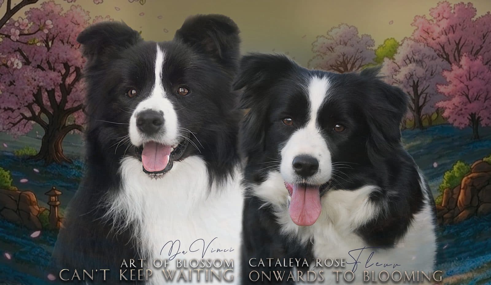 Camada H: DaVinci X Fleur · Puppies Border Collie · Art of Blossom
