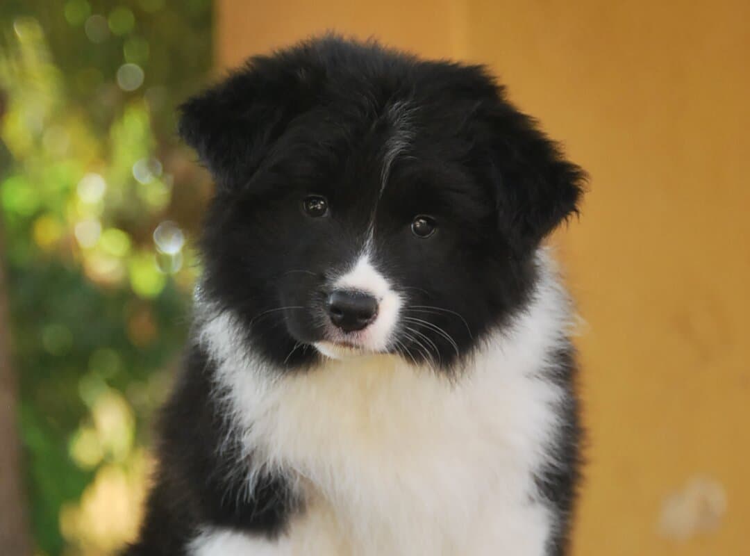 Art of Blossom Happily Ever After - cachorro Border Collie hembra de Camada H: DaVinci X Fleur