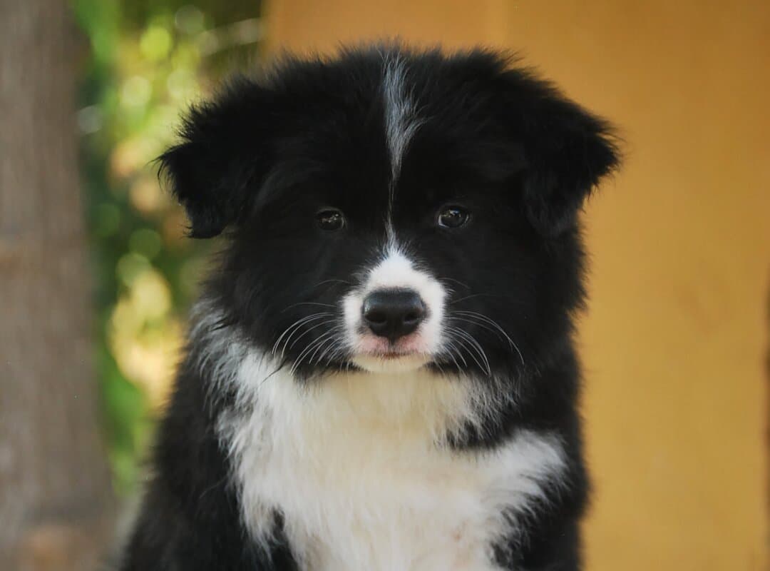 Art of Blossom Hearts Keep Breaking - cachorro Border Collie macho de Camada H: DaVinci X Fleur