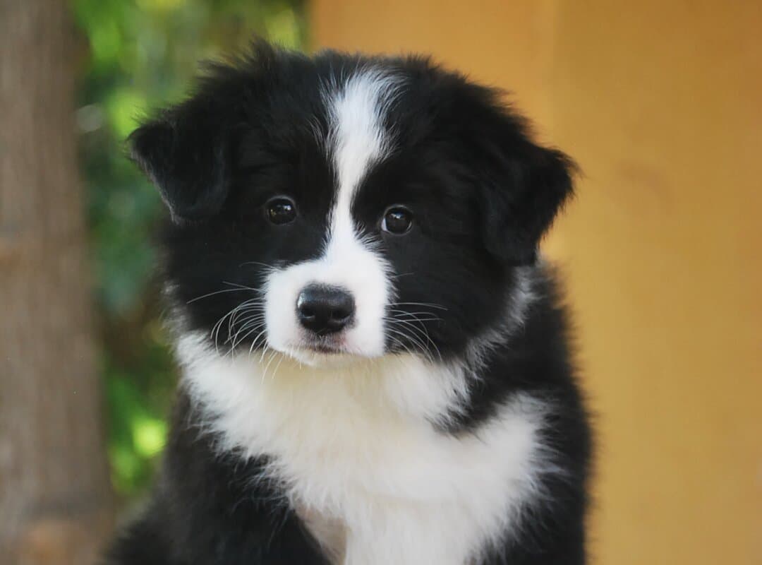 Art of Blossom Hide Your Secrets - cachorro Border Collie hembra de Camada H: DaVinci X Fleur