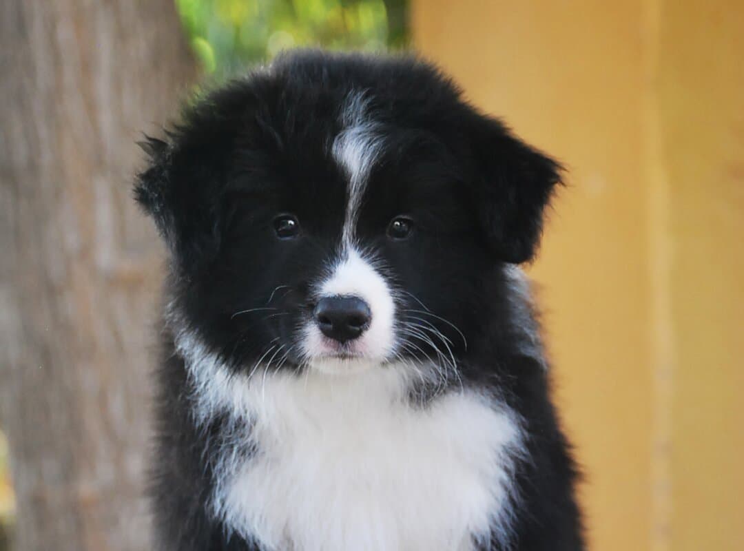 Art of Blossom Higher Than Ever · Border Collie male · Camada H: DaVinci X Fleur