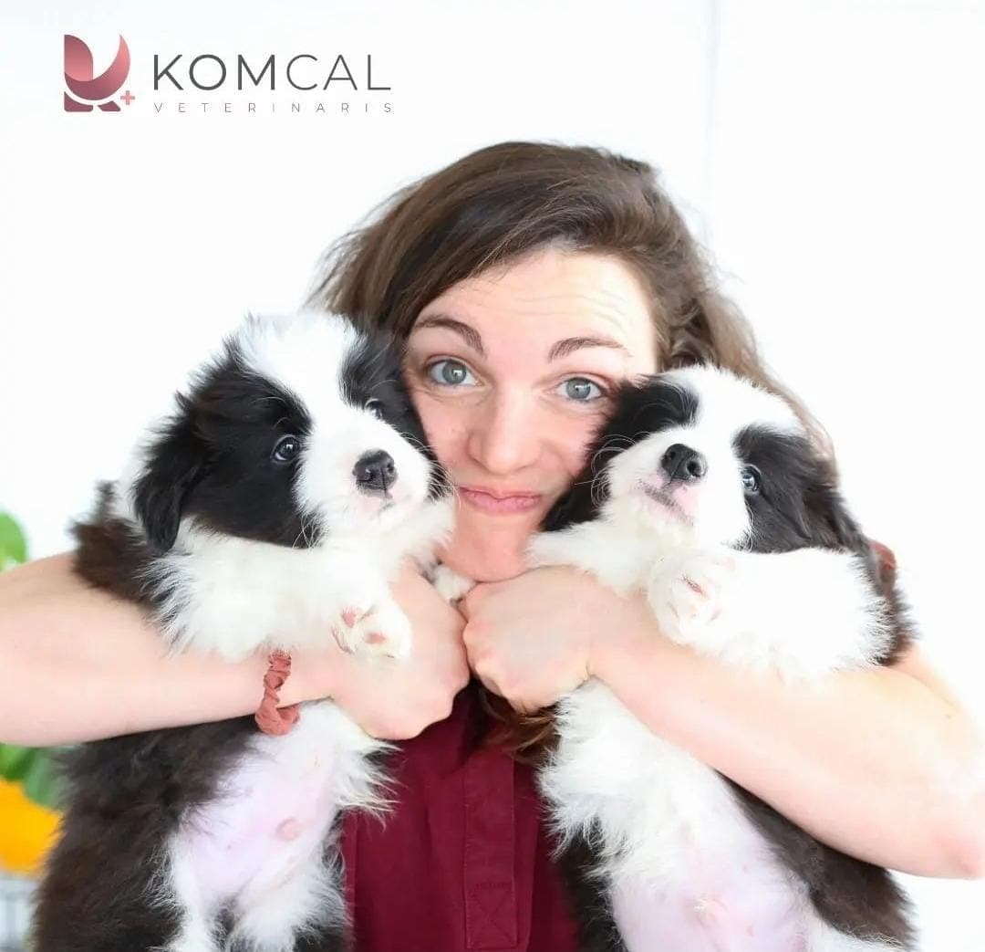 Border Collie puppy at a veterinary check-up